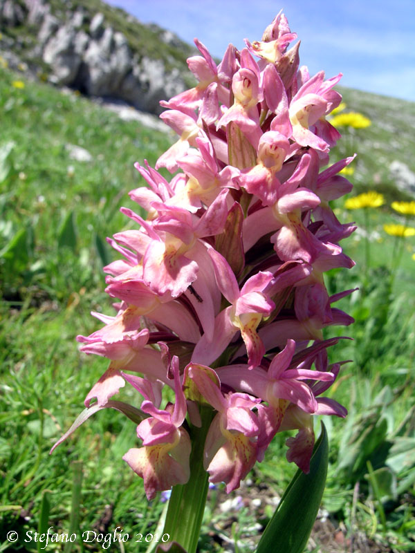 Dactylorhiza sambucina - rosa!